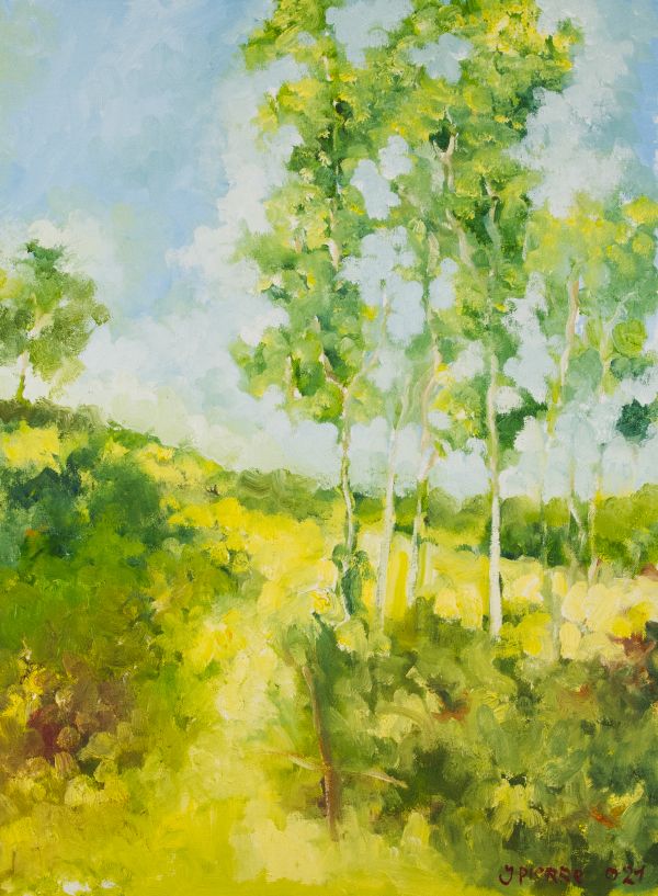 Bosquet d’arbres élancés avec verdure lumineuse sous un ciel clair