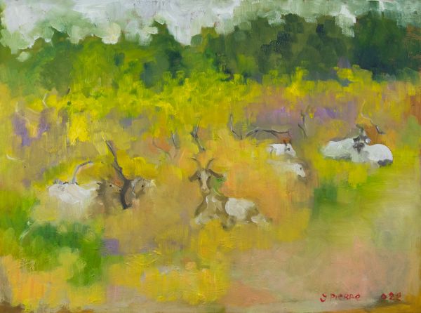 Chèvres blanches parmi des herbes jaunes et vertes dans un paysage ouvert