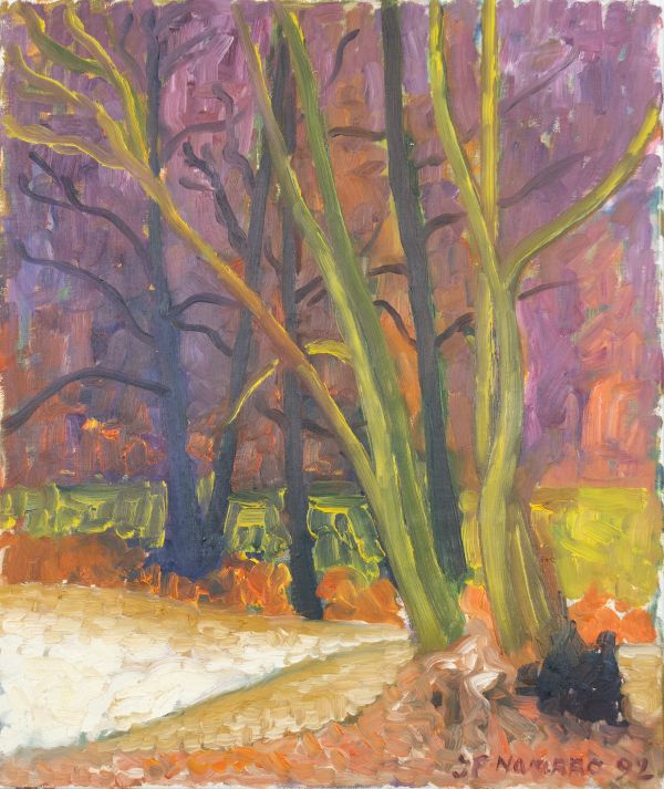 Troncs d’arbres dans une forêt dense avec une zone claire au sol au premier plan