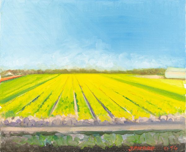 Champ de fleurs jaunes sous un ciel bleu avec un chemin en bordure.